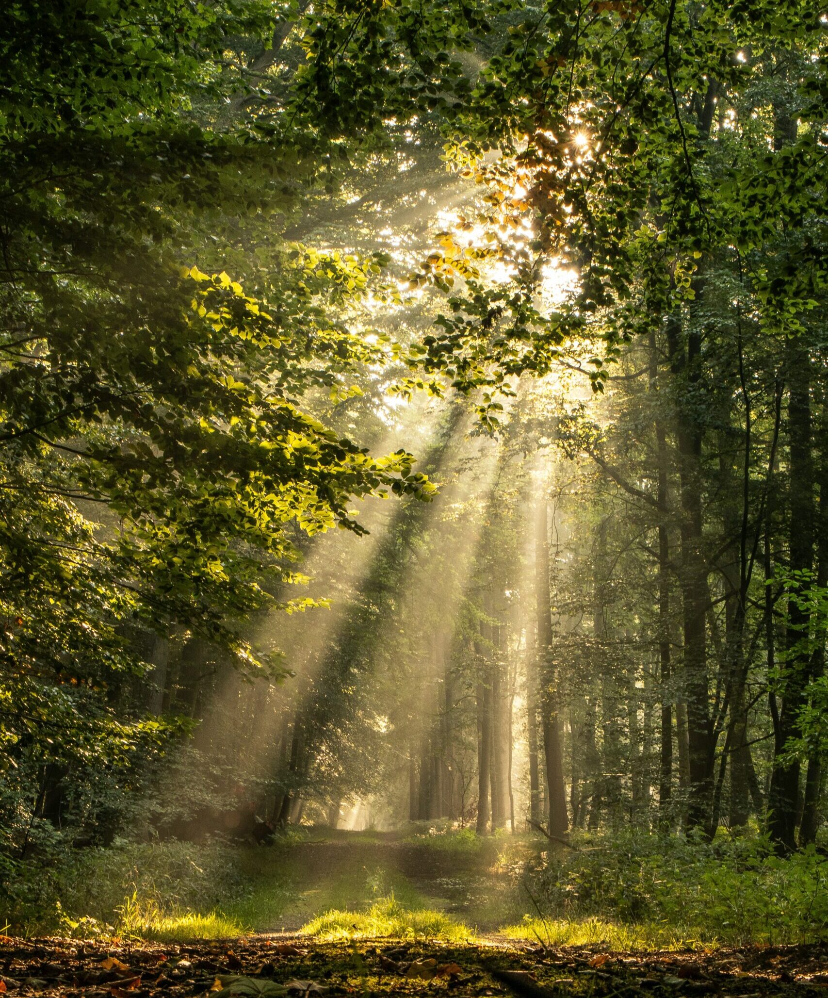 counsellor whakatane